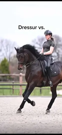 Springreiten 