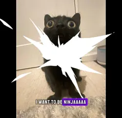 MY CAT