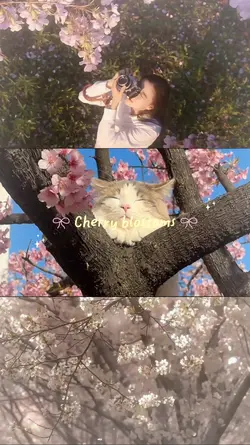 春の思い出3分割