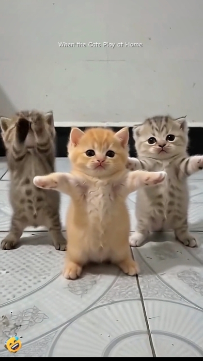 Edit text..Funny Cat