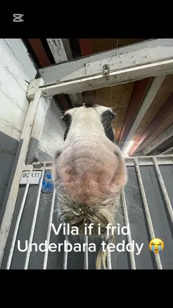 Vila if rid Teddy