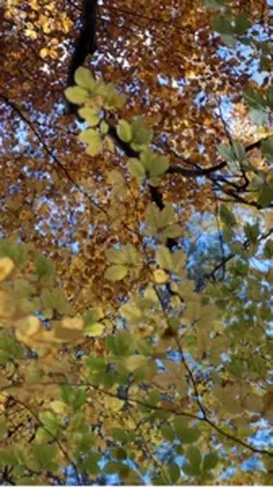 Jesień inspiracja cy