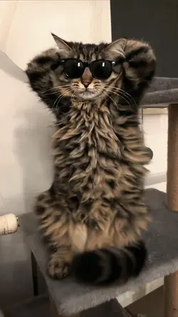 pet dance
