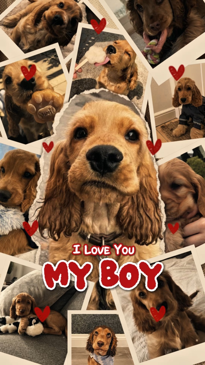 Meu cachorro 