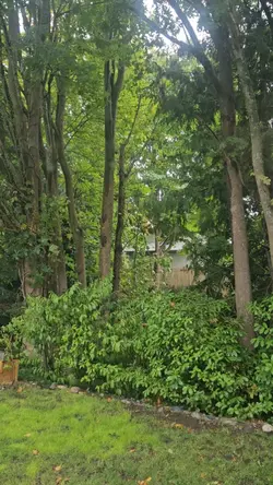 Backyard Rain