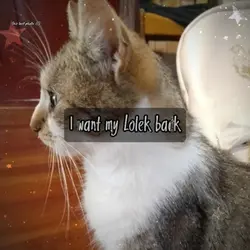 «I want my cat back»