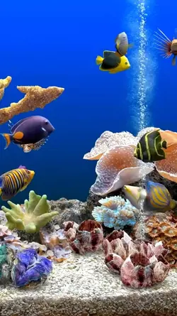aqurium