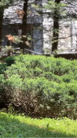 cinematic blur