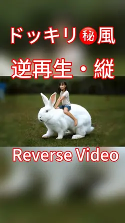 １動画ドッキリドキドキ㊙️風逆再生