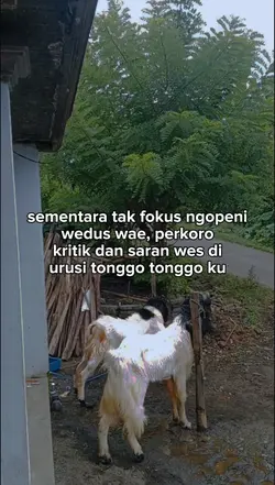 ngopeni wedus wae