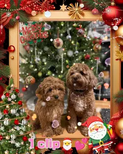 MerryChristmas/1clip