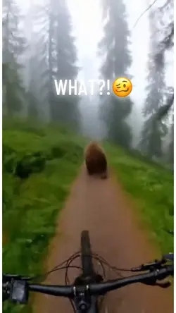 funny bear