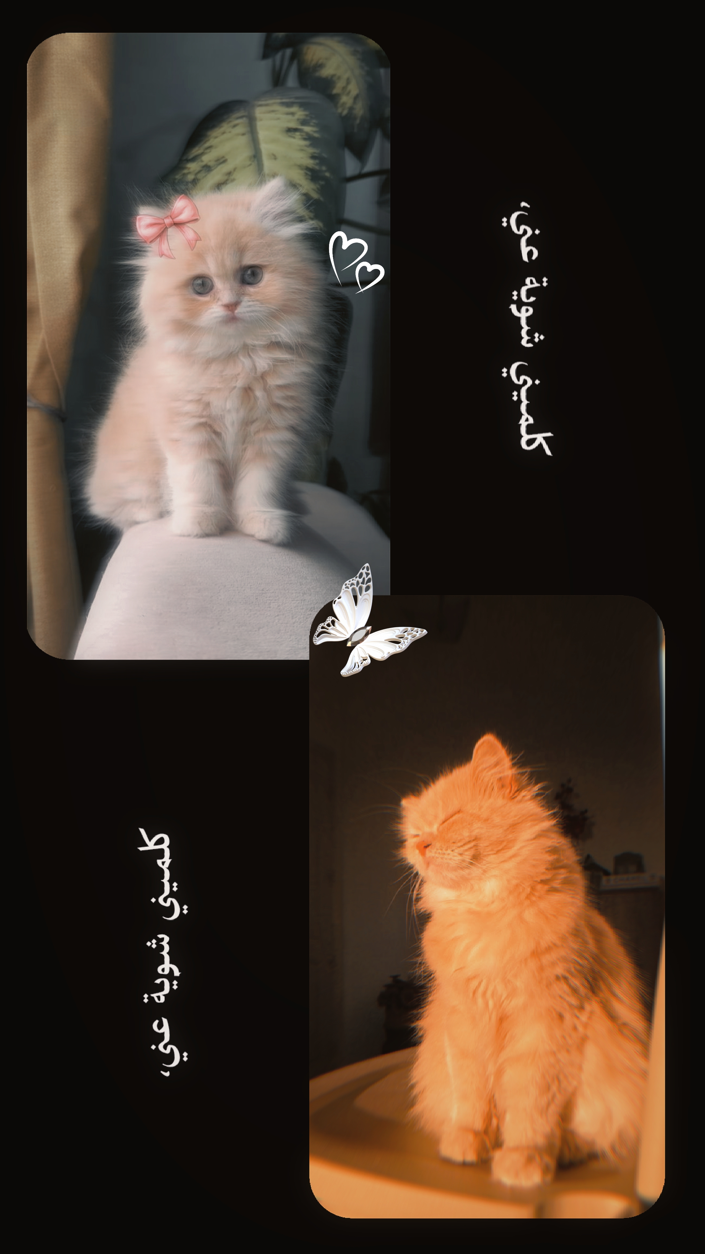 Arabicsong 