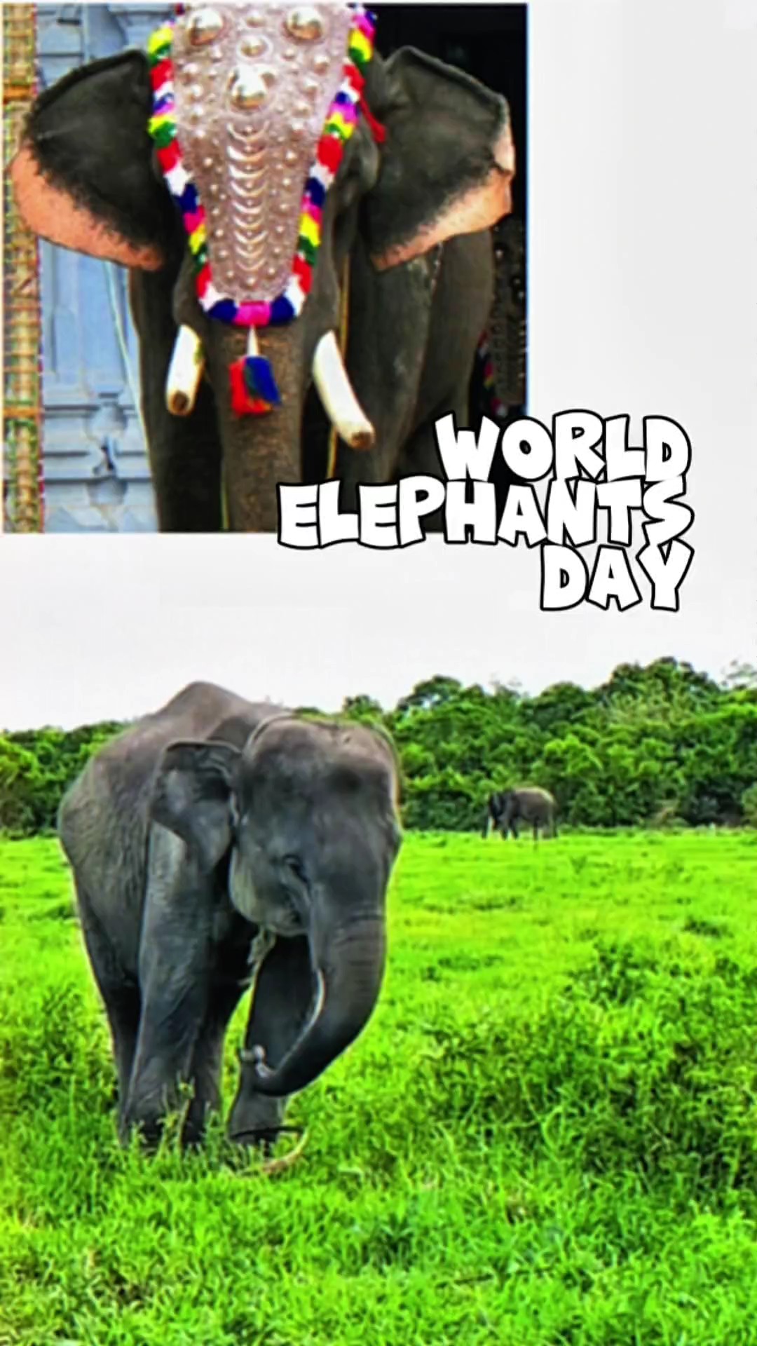 Journée mondiale des éléphants