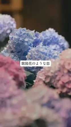 紫陽花のような恋