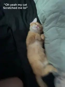 Kitty scratch 