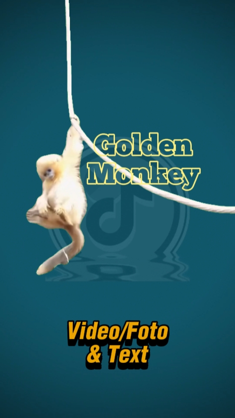Golden Monkey 