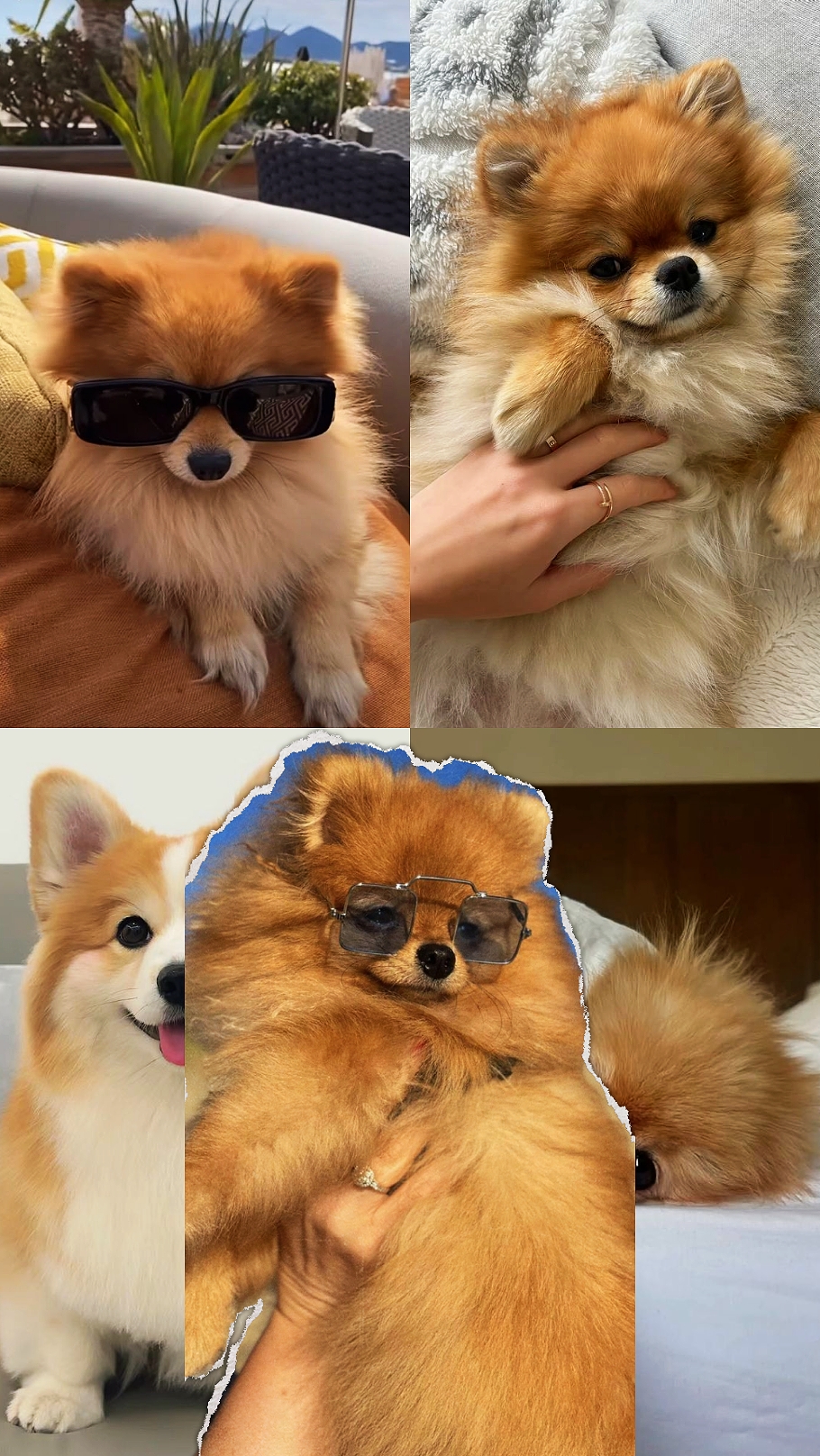 Lindo Perro