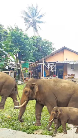 Versi gajah lewat