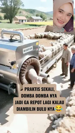 cukur domba