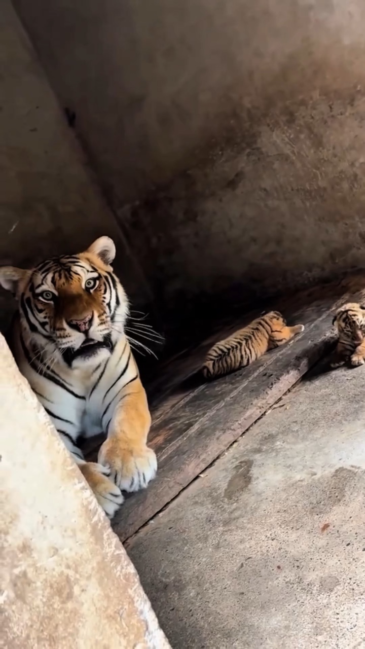Jangan bermain-main dengan 🐅 