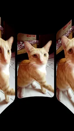 3 D Pecinta Kucing
