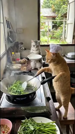 cooking cat
