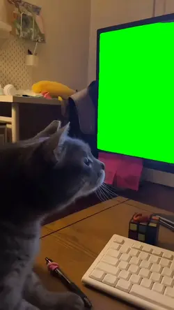 CAT TOUCHING MONITOR