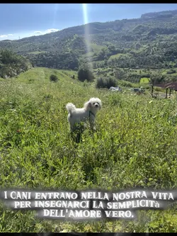 Non chiamatelo cane