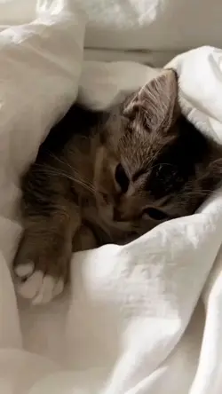 cat moments