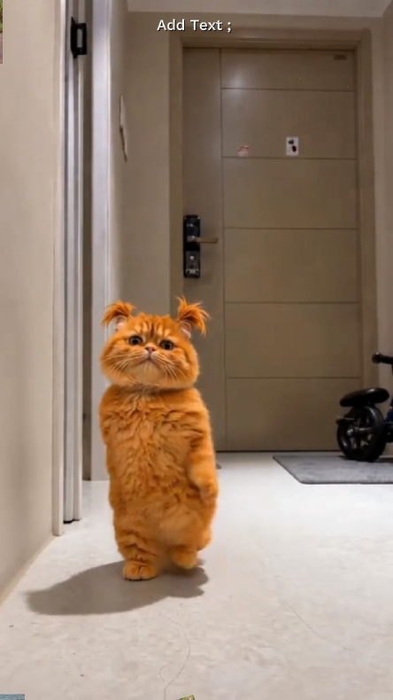 sevimli kedi