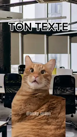 Chat confus