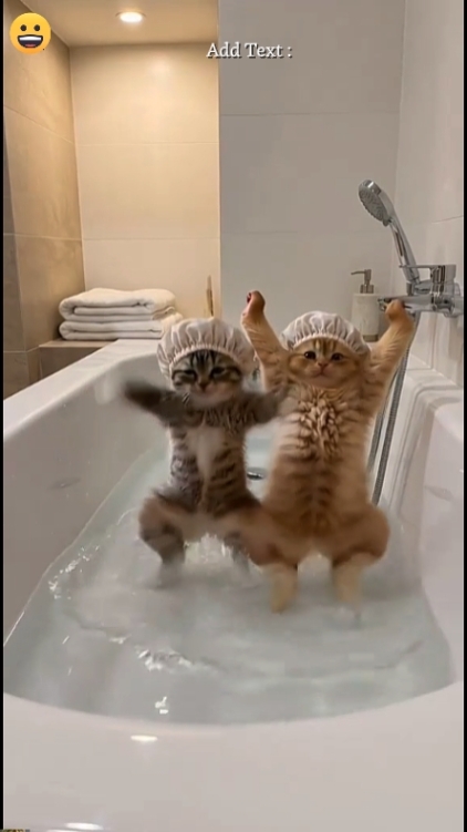 Funny Cat.. 