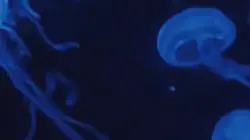 ☆