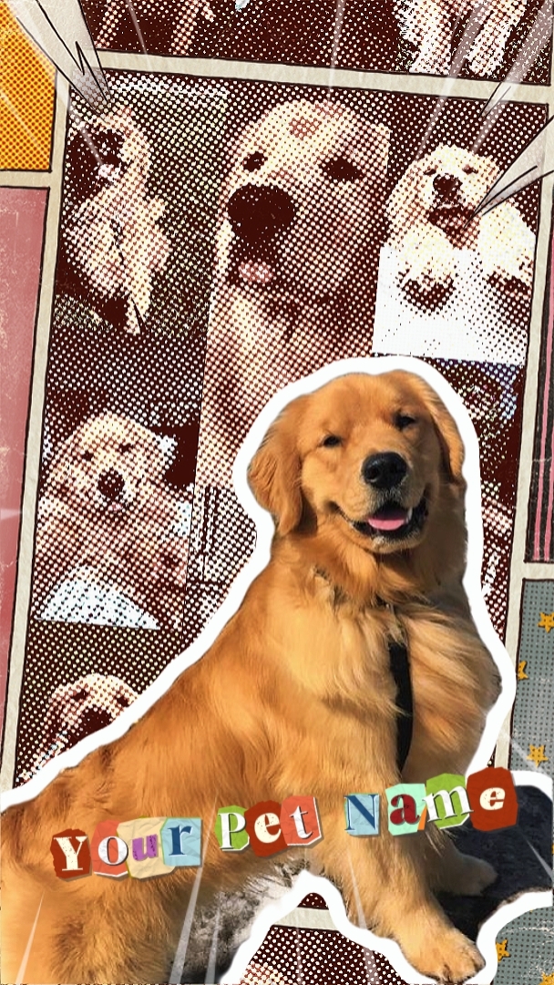 Köpek Tanıtımı