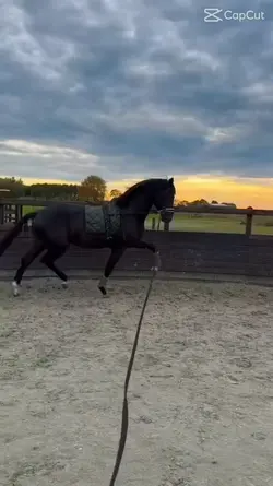 horse