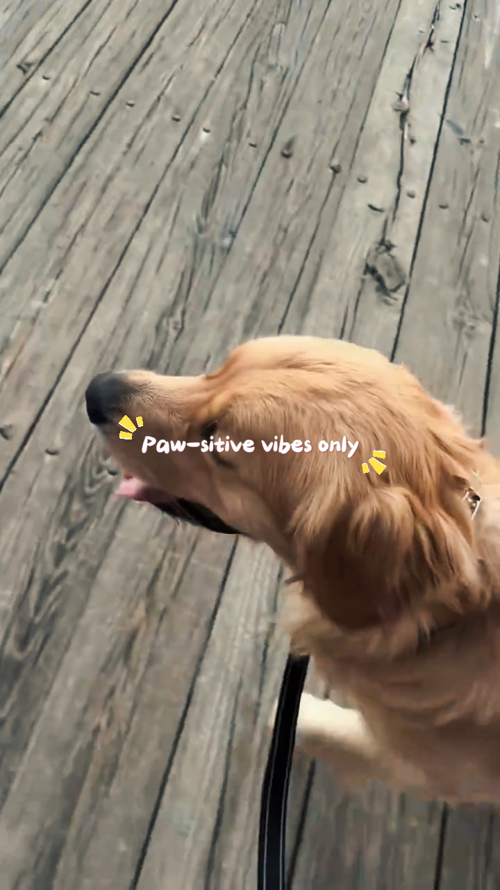 Paw-sitive na Vibes