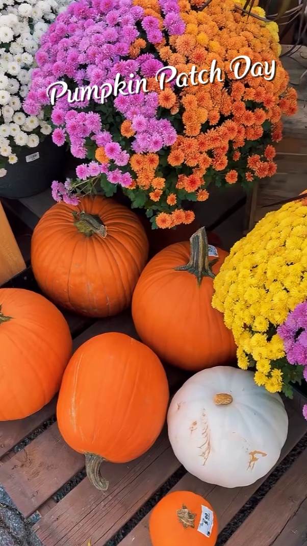 pumpkin patch day