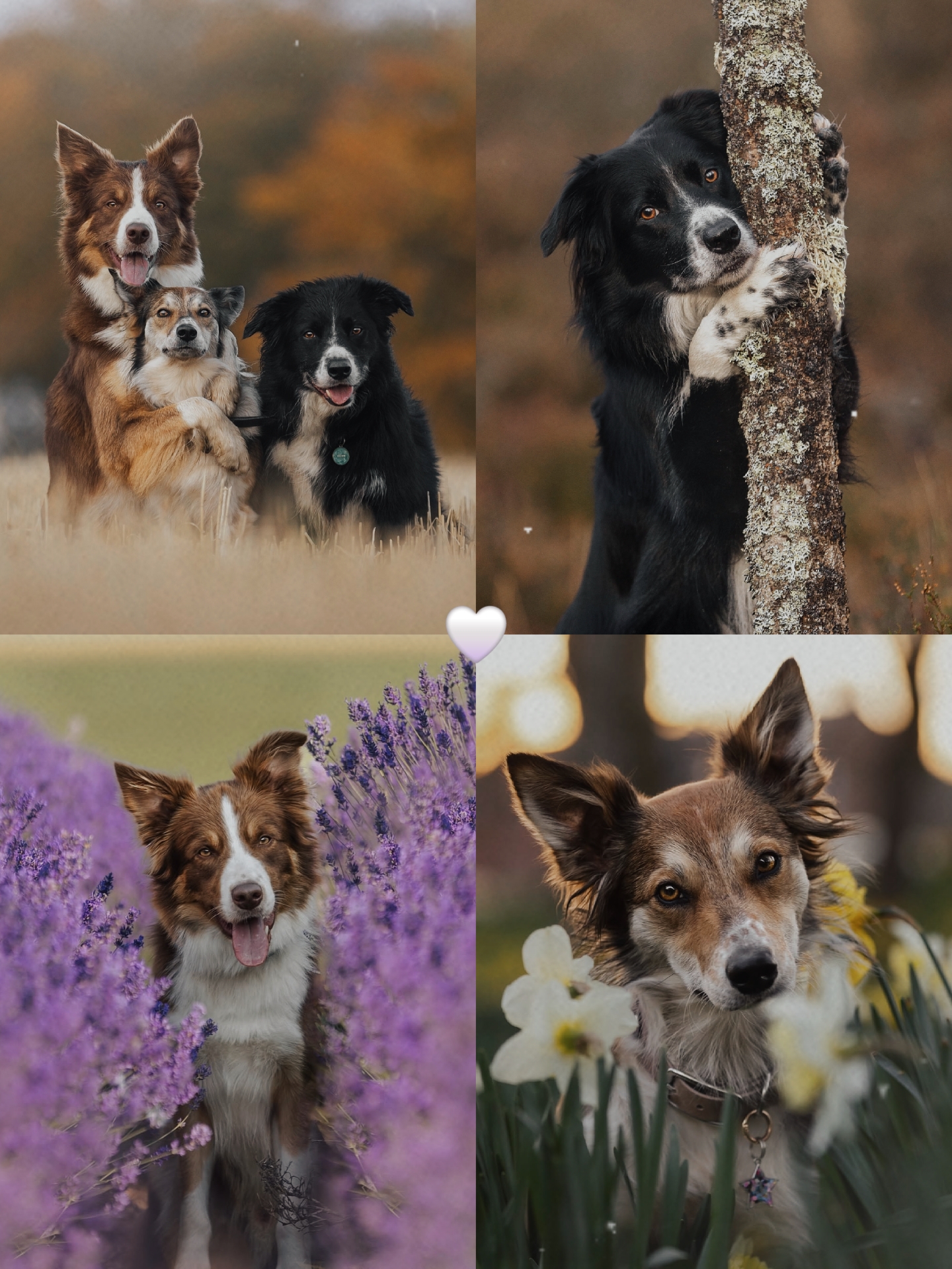 CITAS DE PERROS