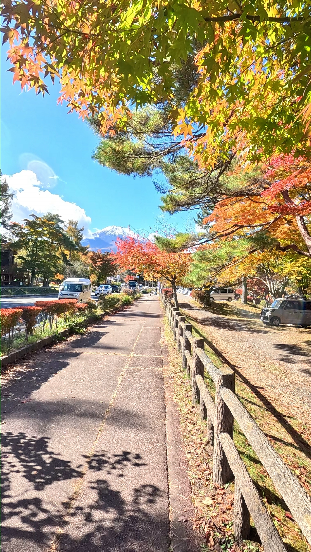 🍁🍁🍁紅葉
