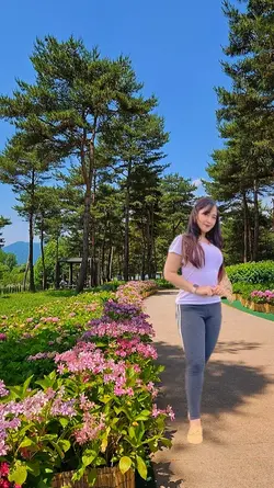 kebun pinus
