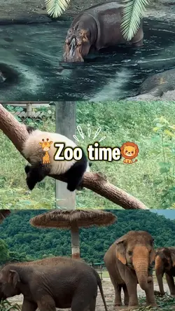 Zoo time