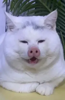 kucing aneh