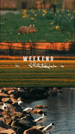 Weekend