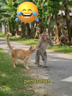 monyet dan kucing