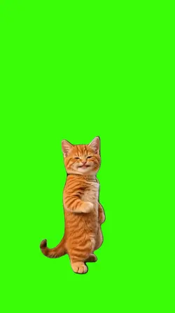 Cat/Gato.