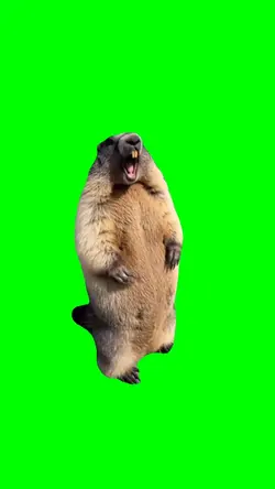 Beaver Screaming