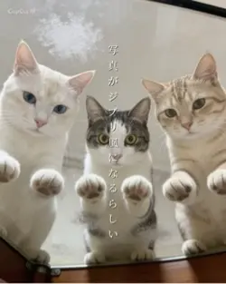 ジブリ風猫