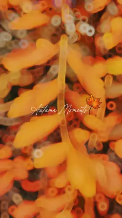 Autumn Moments 