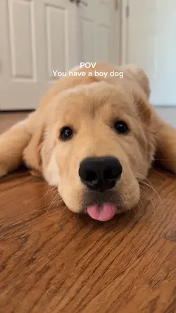 Pov have a dog boy